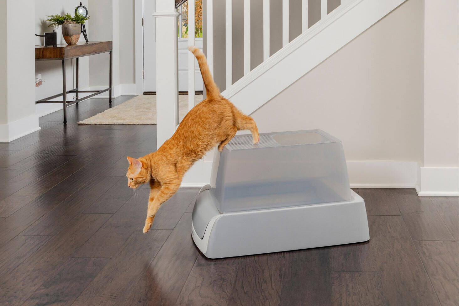 Tips for Keeping Cat Litter From Tracking | PetSafe®
