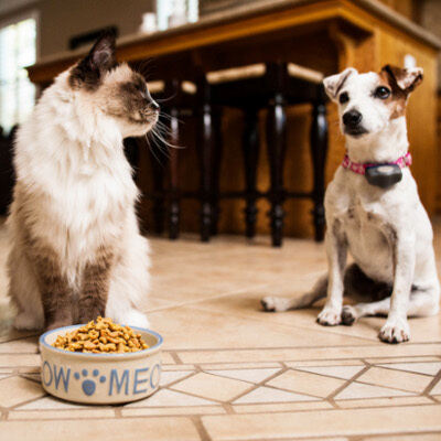 keep dogs away from cat food