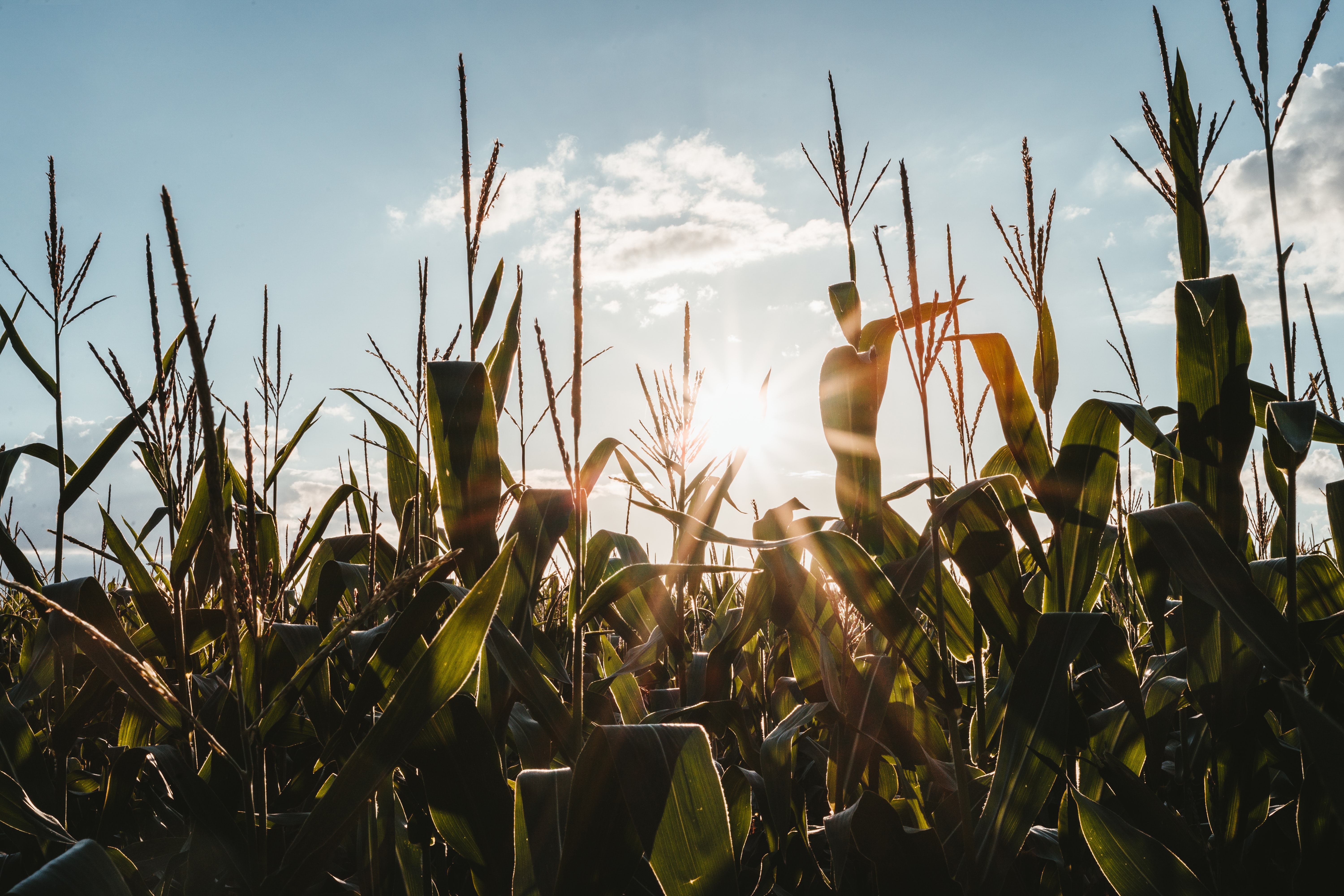 Sunset overlooking a corn field maze