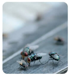 Overwintering Pest Control - Cluster Flies