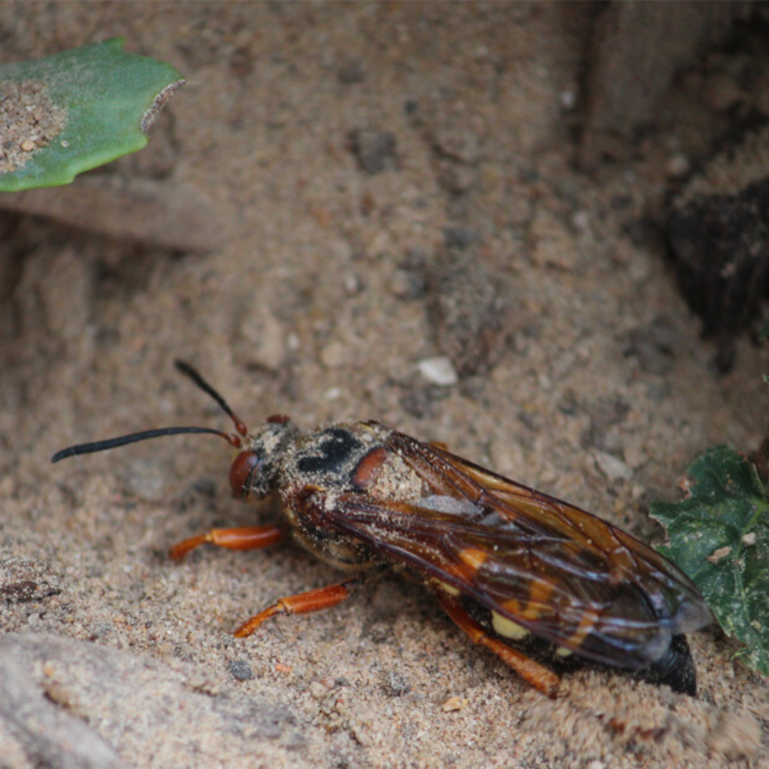 Instagram Size Cicada Killer