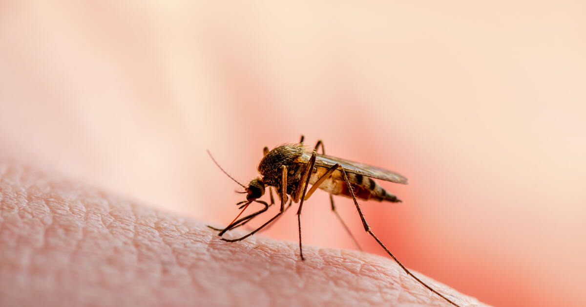 are-mosquitos-attracted-to-certain-blood-types