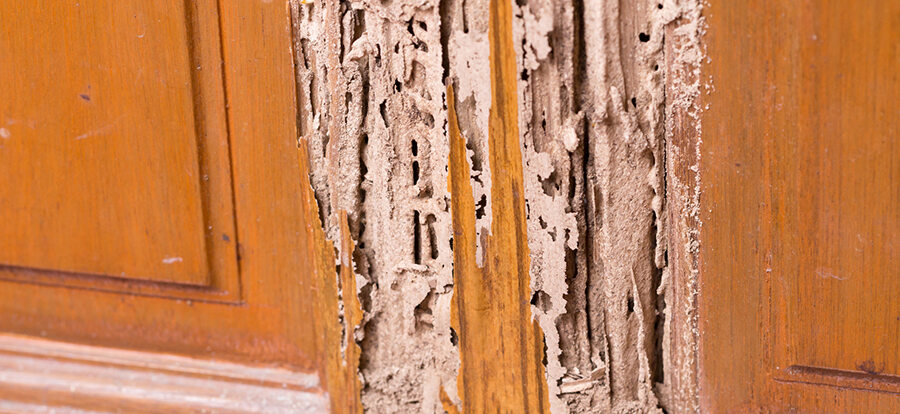 carpenter ants vs termites-blog