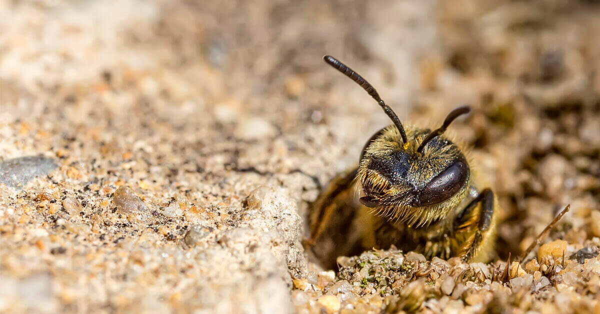 Mining Bee Exterminator