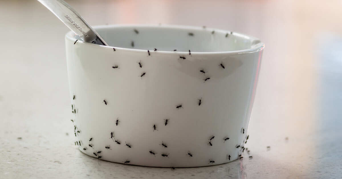 Sugar Ant Pest Control and Sugar Ant Exterminator