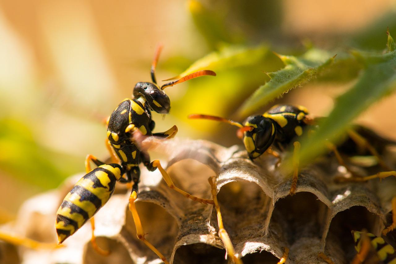 paper wasp exterminator