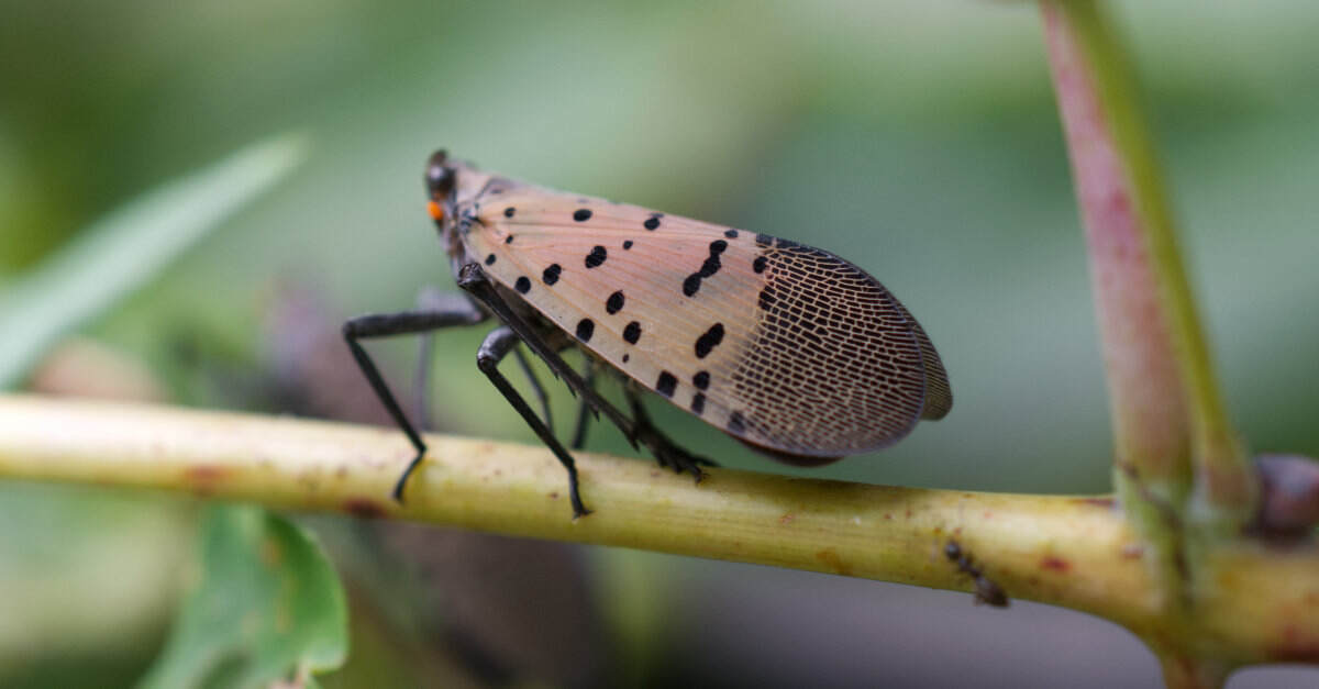 NJ's War Against the Spotted Lanternfly and the Tools to Win It
