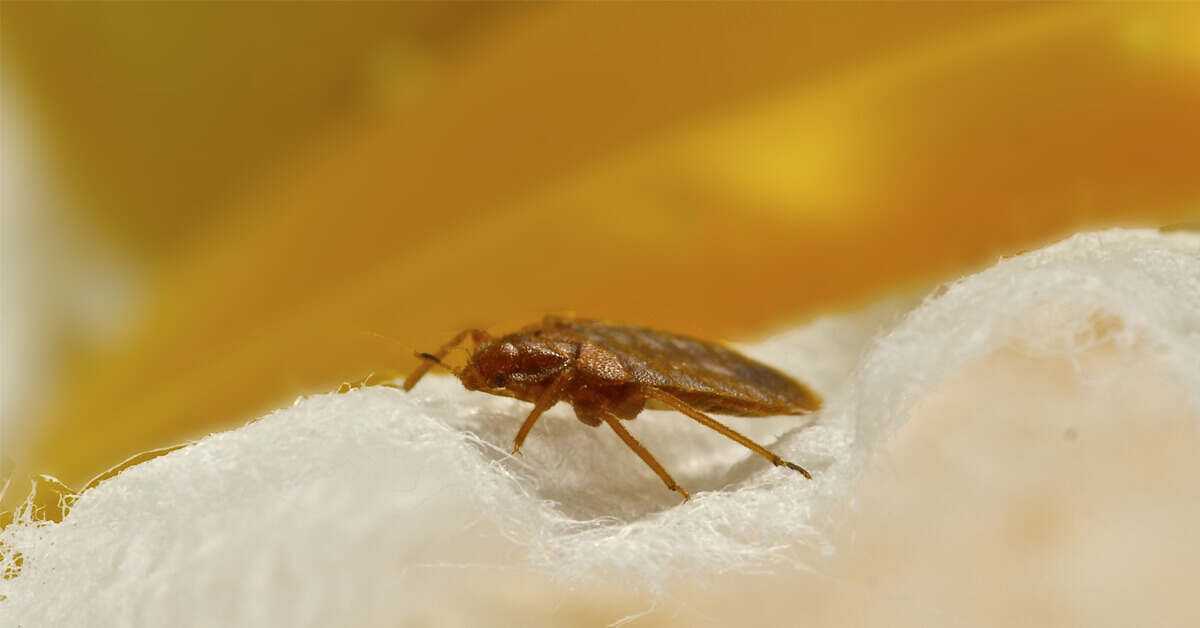 What Do Bed Bugs Look Like, Can Bed Bugs Bite You Through The Sheets