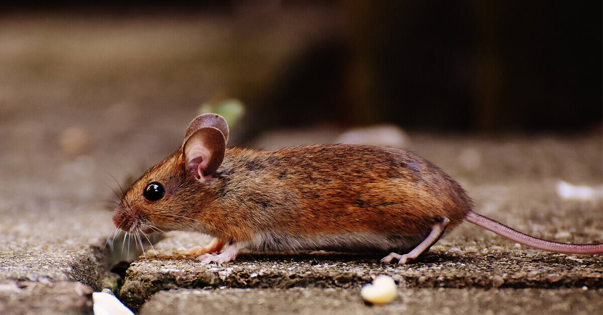 How to Keep Mice Away From Your Home