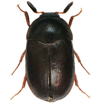  Carpet Beetle Extermination Cost