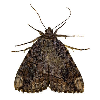 Why Do Moths Eat Clothing? And Other Moth Questions, Answered - Plunkett's  Pest Control