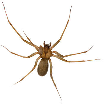 What are the most common house spiders found in Texas - Natran Green Pest  Control