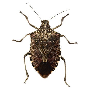 Box Elders and Stink Bugs in Maryland Solutions