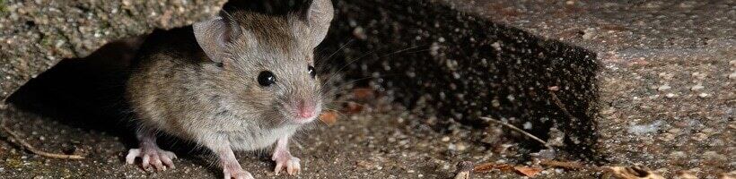 How To Get Rid Of Mice In Your Home