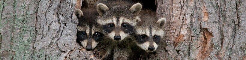 kiwi Svane Snart Raccoons in New Jersey | Viking Pest Control