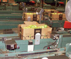 The case coders, some with dual printheads, imprint production codes on at least one side of the open-topped shippers before the containers are lidded, weighed and palletized.