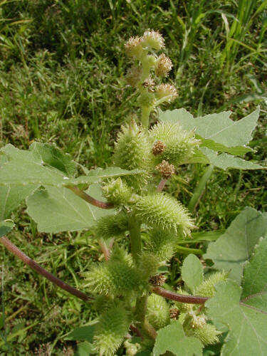 Common Cocklebur Flower