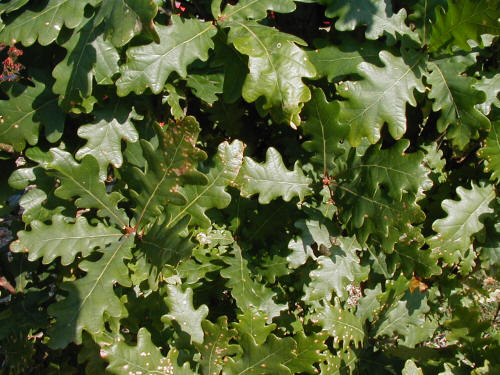 Fastigiate English Oak Chicago Botanic Garden Let's Go Vertical