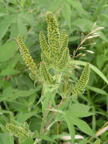 Giant Ragweed Uses