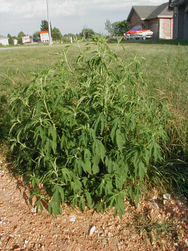 Giant Ragweed Texas