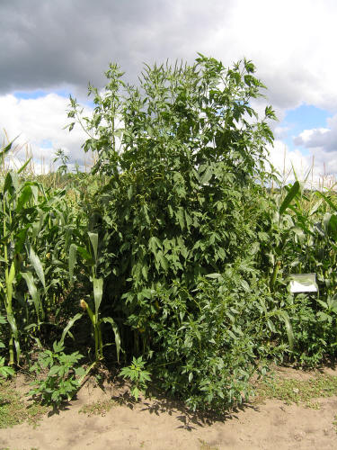What Is Giant Ragweed