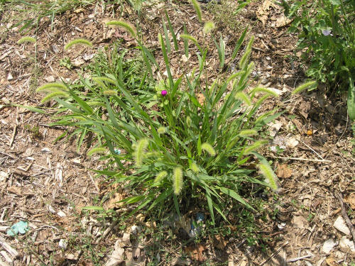 Green_Foxtail1.JPG