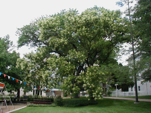 Pagoda Tree Chinese Name