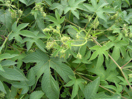 Hop Plant Identification