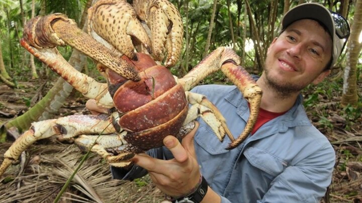 The World's Largest Land Crab Is Fierce—and Under Threat | Dartmouth