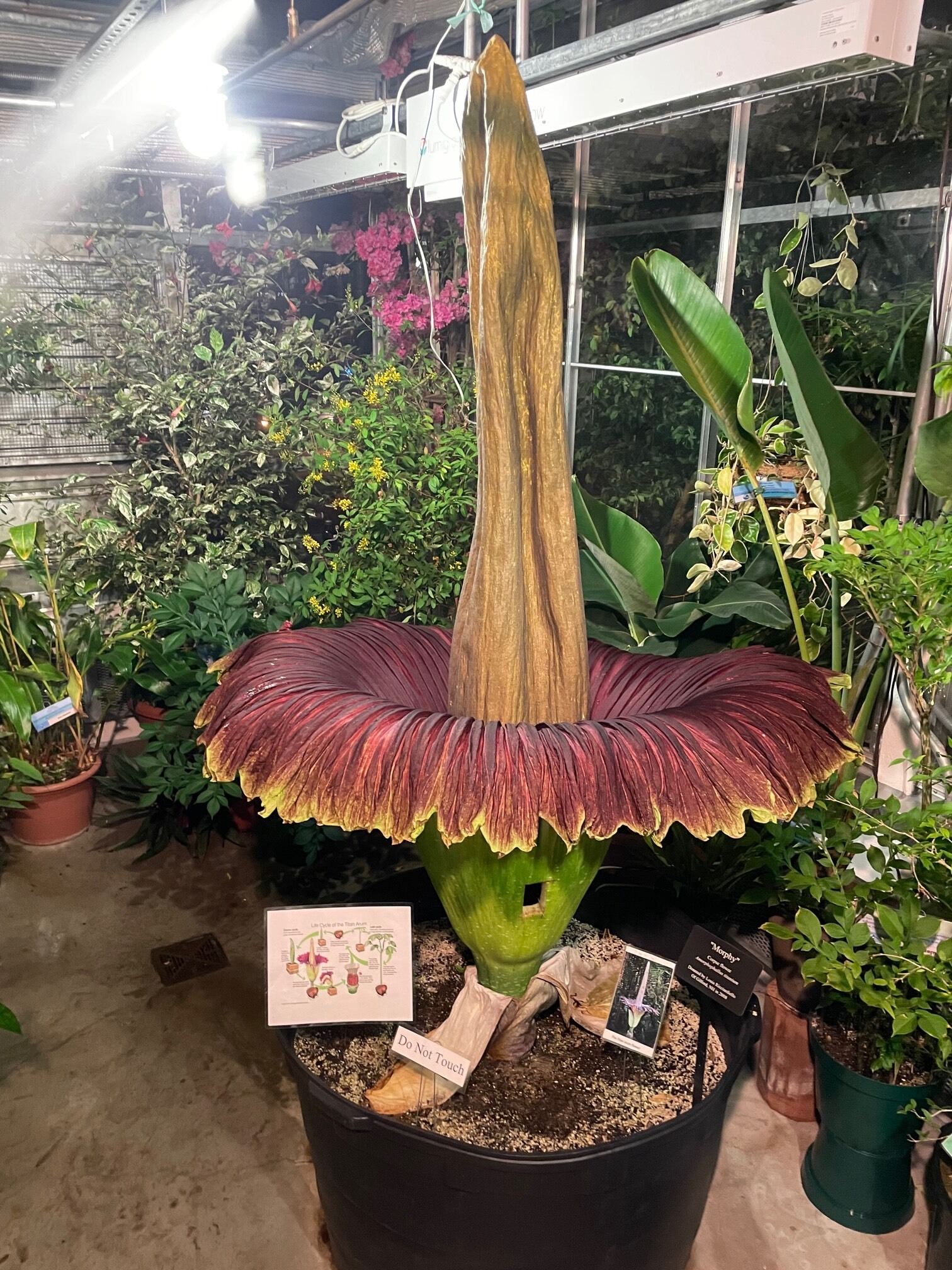 morphy" - the corpse flower