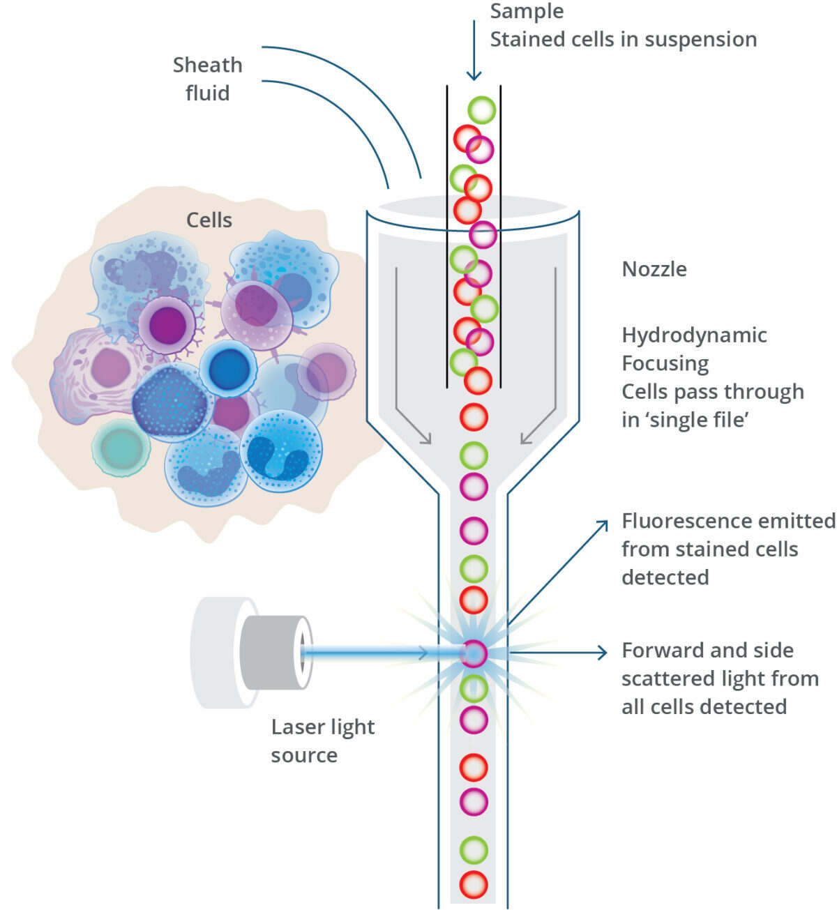 flow cytometry diagram