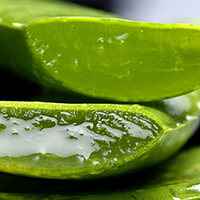 Aloe vera for hair - Facts and Fiction