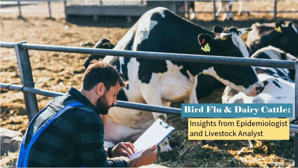 Man looks at clipboard while in front of a cow