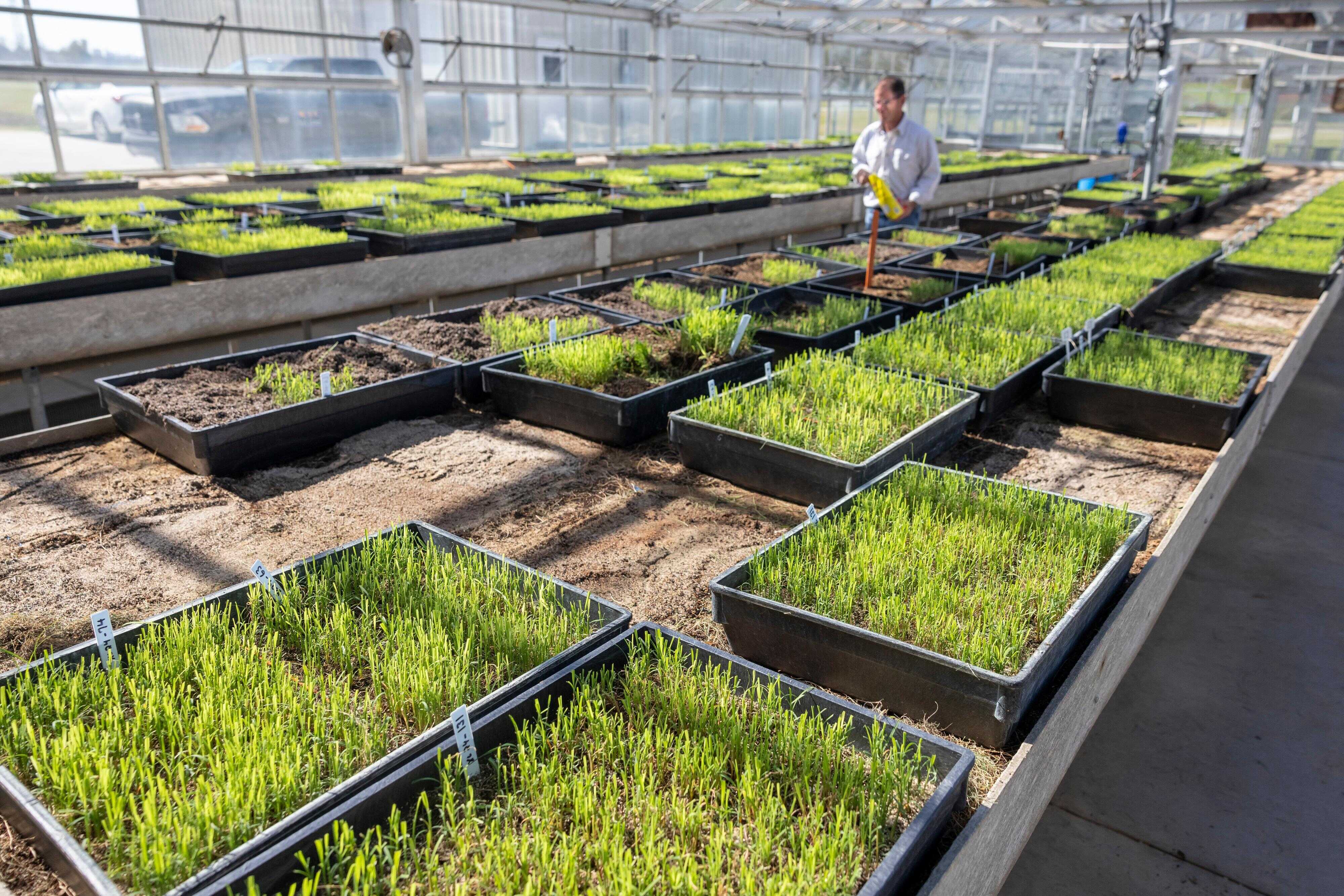 Scene from the LSU AgCenter’s Sugar Research Station in St. Gabriel