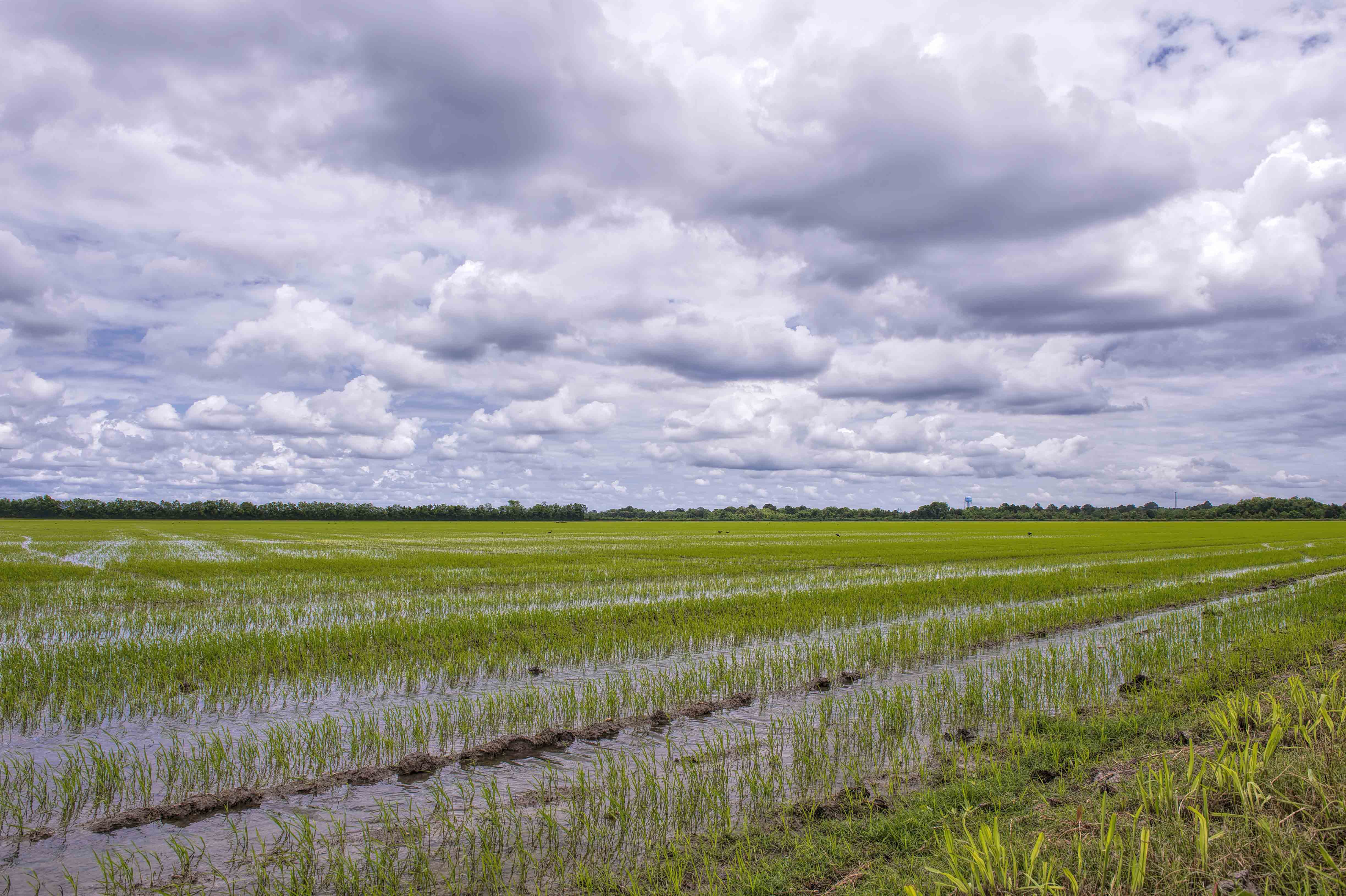 Image of rice field in South Louisiana