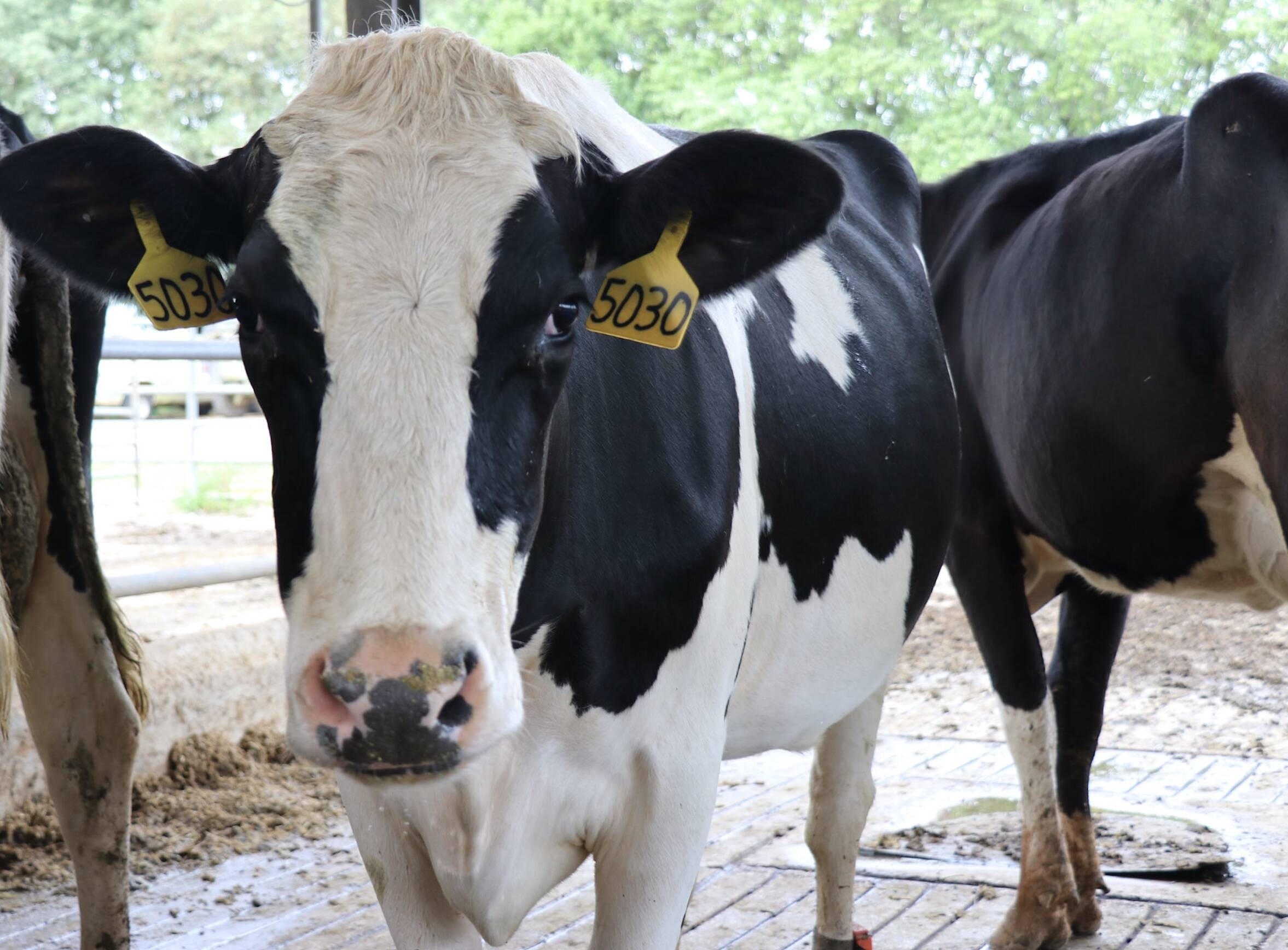 LSU-Developed Vaccine Could Save U.S. Cattle Industry $1 Billion Annually