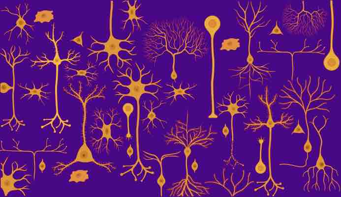 LSU Announces the Inaugural Neuroscience Symposium: Bringing Minds Together