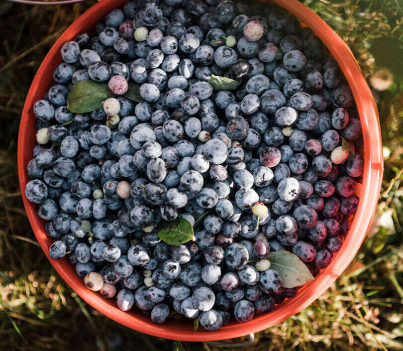 bucket of blueberrries