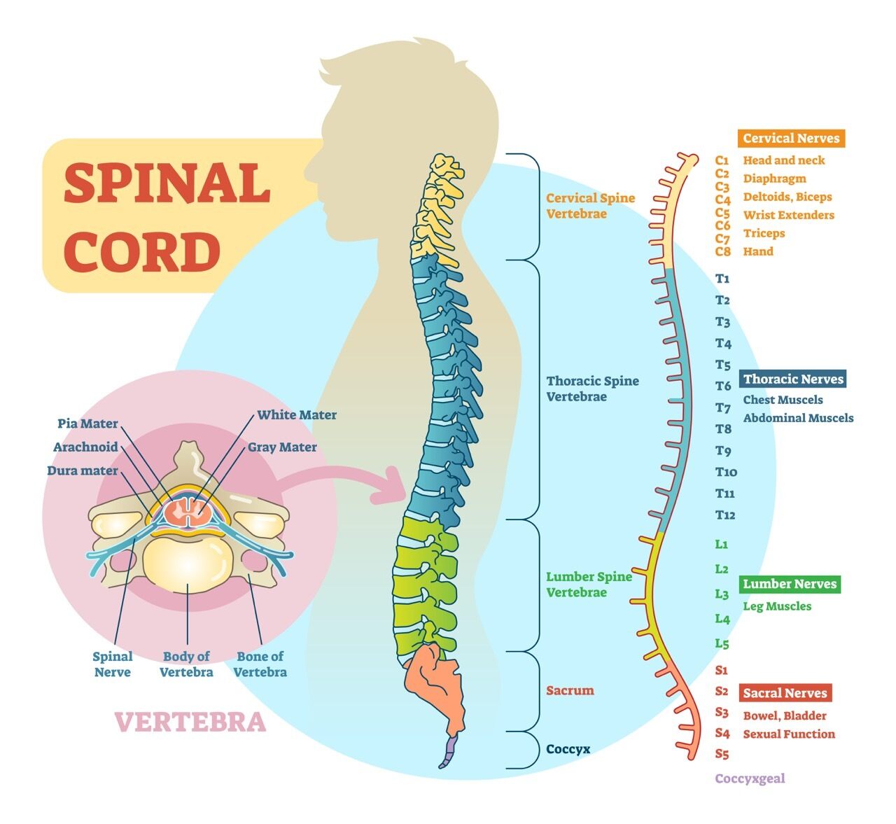 Spinal Cord Stimulator | EmergeOrtho-Triangle Region