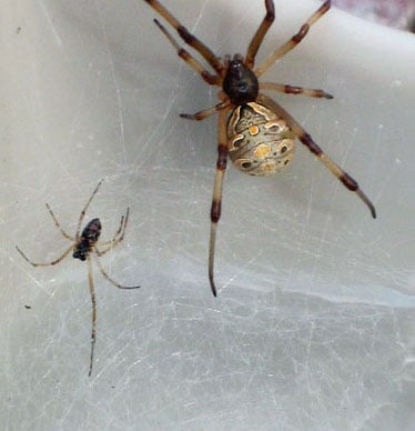 SPIDER ID : Spider Identification : Identify Spiders: Corky's Pest