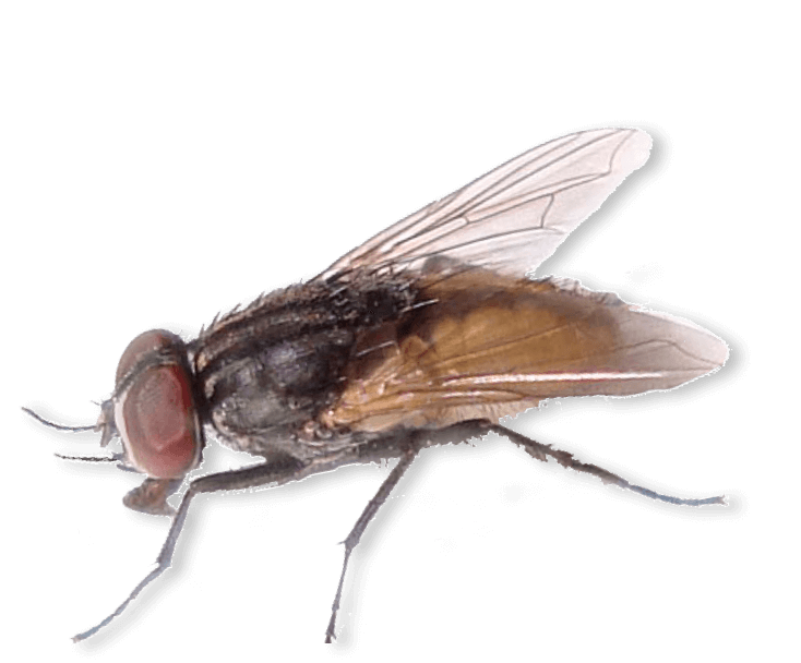Fruit Fly  Identify Your Pest with Insects Limited — Insects Limited