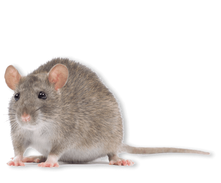 RAT ID : Rat Identification : Identify Rats: Corky's Pest Control