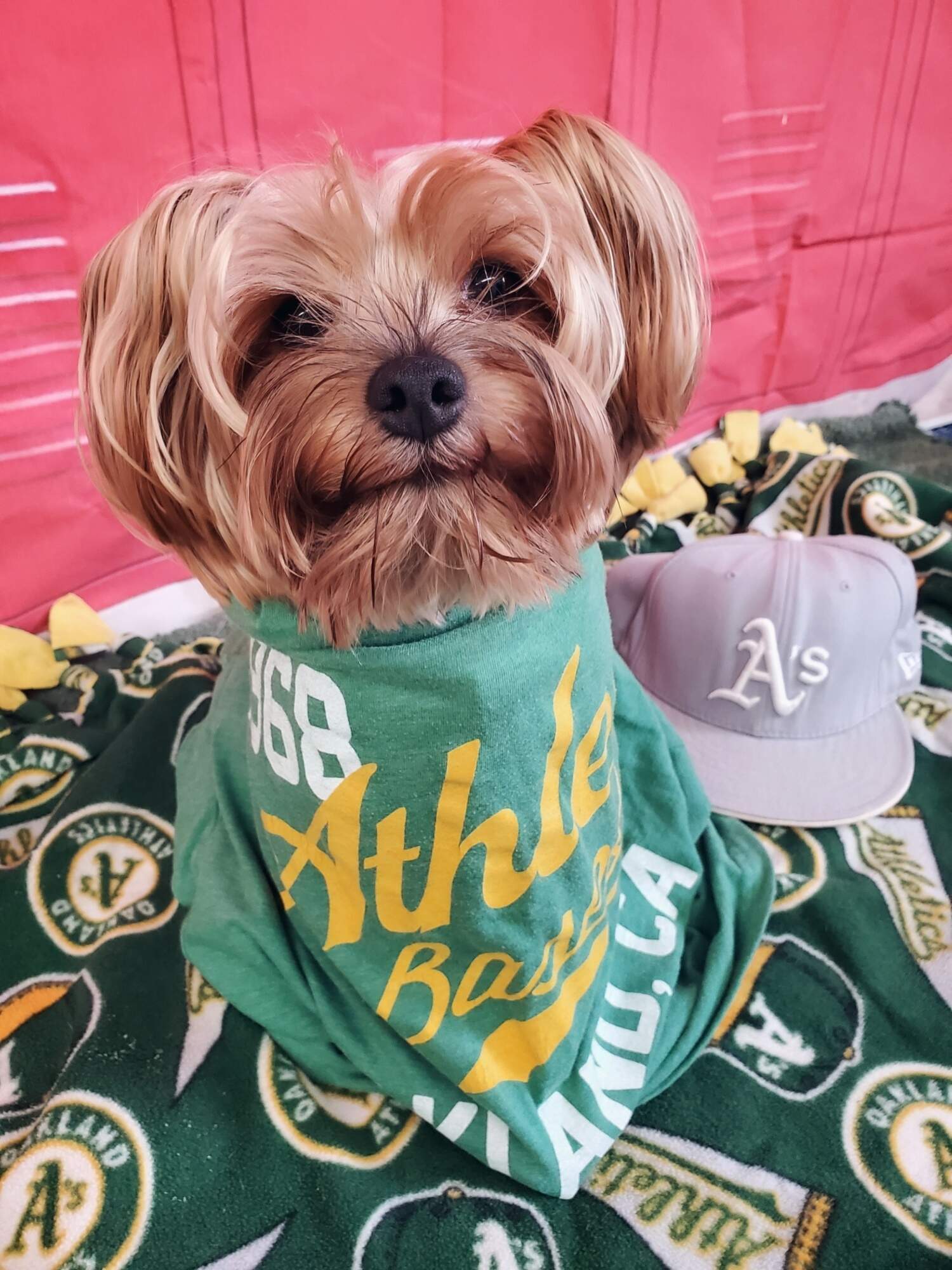 Green Bay Packers sports pet supplies for dogs