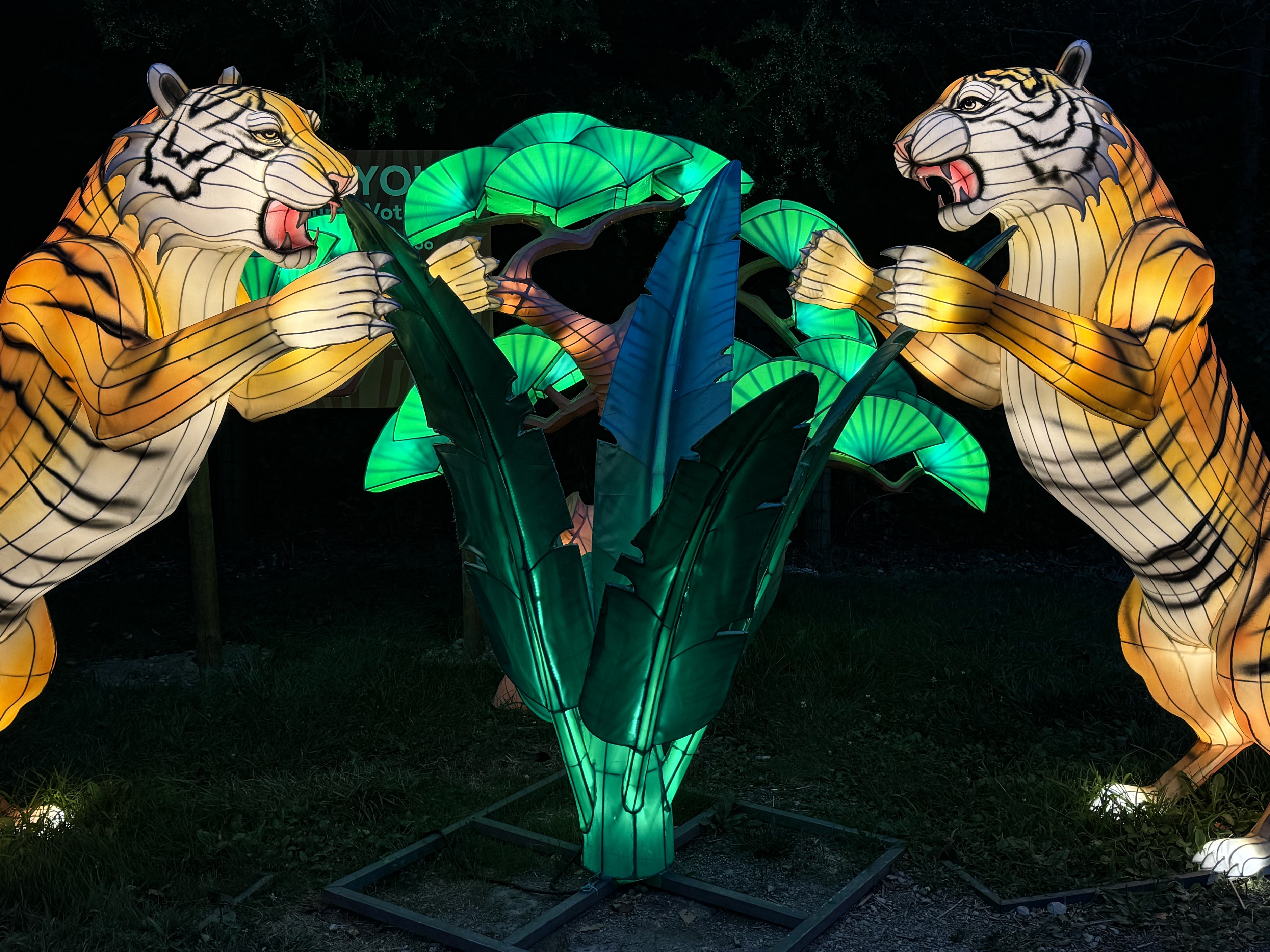 Handcrafted tiger lanterns glowing at the Columbus Zoo Lantern Festival