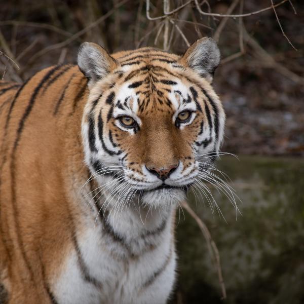 Amur Tiger  Columbus Zoo and Aquarium