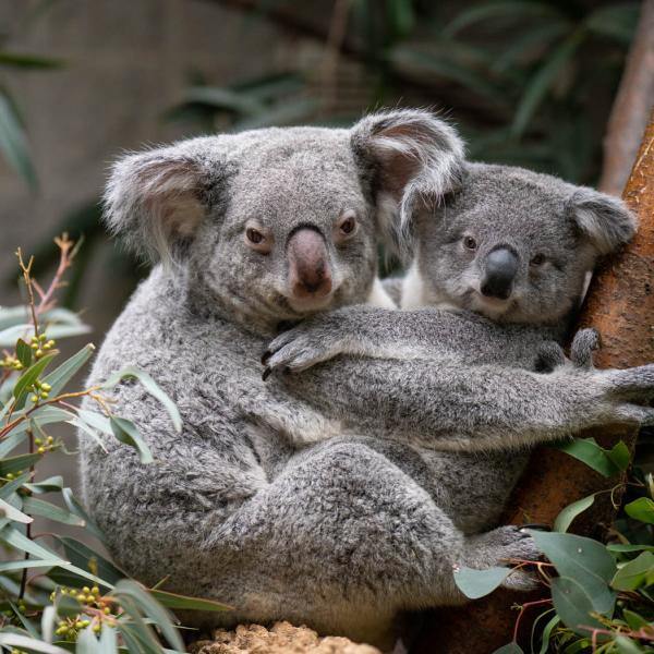 Exploring the Columbus Zoo's Koala Family: A Close Look at Our