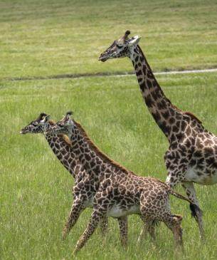 The Wilds | Fall Safari Fundraiser